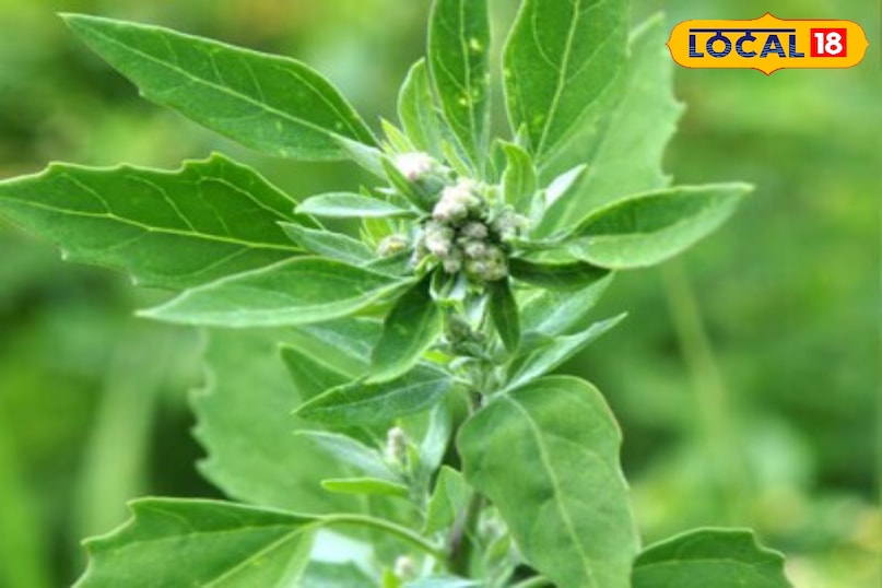 moradabad news,hindi news,up news,local news, मुरादाबाद समाचार, हिंदी समाचार, यूपी समाचार, लोकल समाचार। 