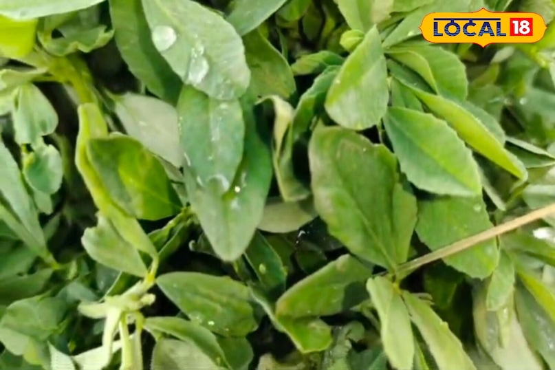 moradabad news,hindi news,up news,local news, मुरादाबाद समाचार, हिंदी समाचार, यूपी समाचार, लोकल समाचार। 