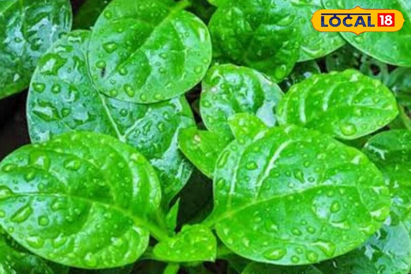 moradabad news,hindi news,up news,local news, मुरादाबाद समाचार, हिंदी समाचार, यूपी समाचार, लोकल समाचार। 