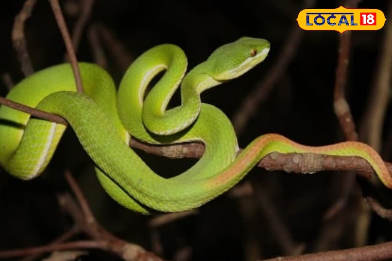 local18, khargone letest news, Madhya Pradesh hindi news, wildlife, wild animal, tips and tricks 