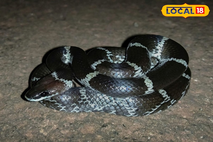 local18, khargone letest news, Madhya Pradesh hindi news, wildlife, wild animal, tips and tricks 