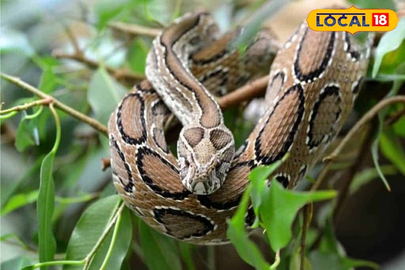 local18, khargone letest news, Madhya Pradesh hindi news, wildlife, wild animal, tips and tricks 