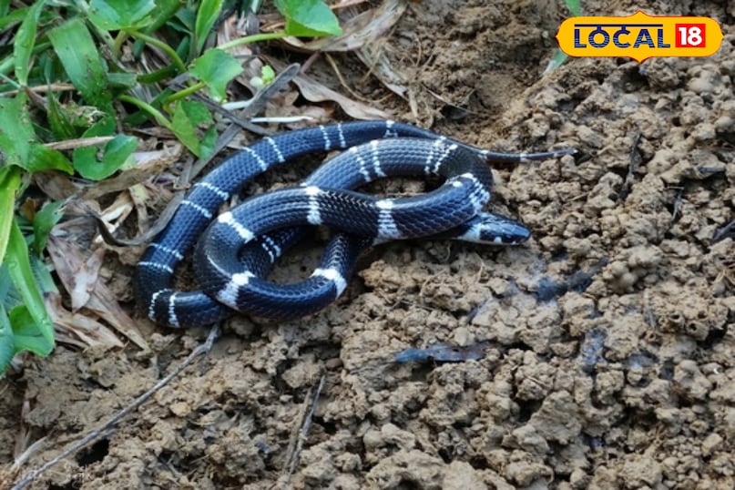 local18, khargone letest news, Madhya Pradesh hindi news, wildlife, wild animal, tips and tricks 