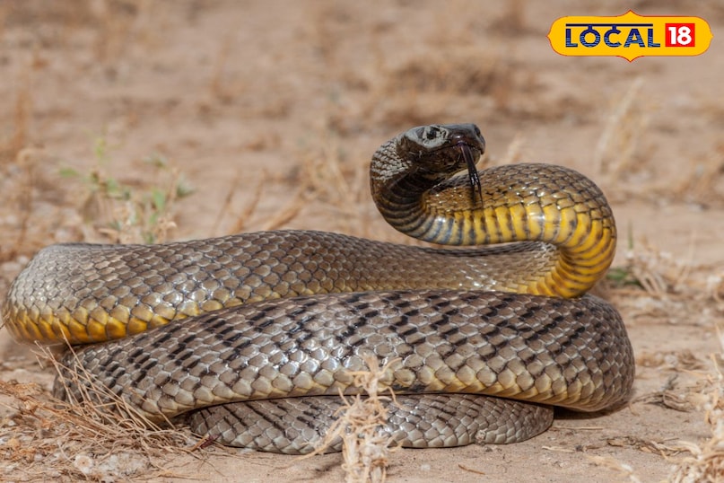 local18, khargone letest news, Madhya Pradesh hindi news, wildlife, wild animal, tips and tricks 