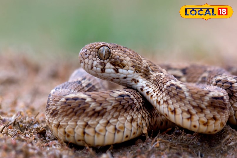 local18, khargone letest news, Madhya Pradesh hindi news, wildlife, wild animal, tips and tricks 