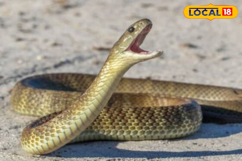 local18, khargone letest news, Madhya Pradesh hindi news, wildlife, wild animal, tips and tricks local18, khargone letest news, Madhya Pradesh hindi news, wildlife, wild animal, tips and tricks