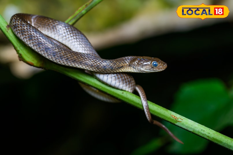 local18, khargone letest news, Madhya Pradesh hindi news, wildlife, wild animal, tips and tricks 