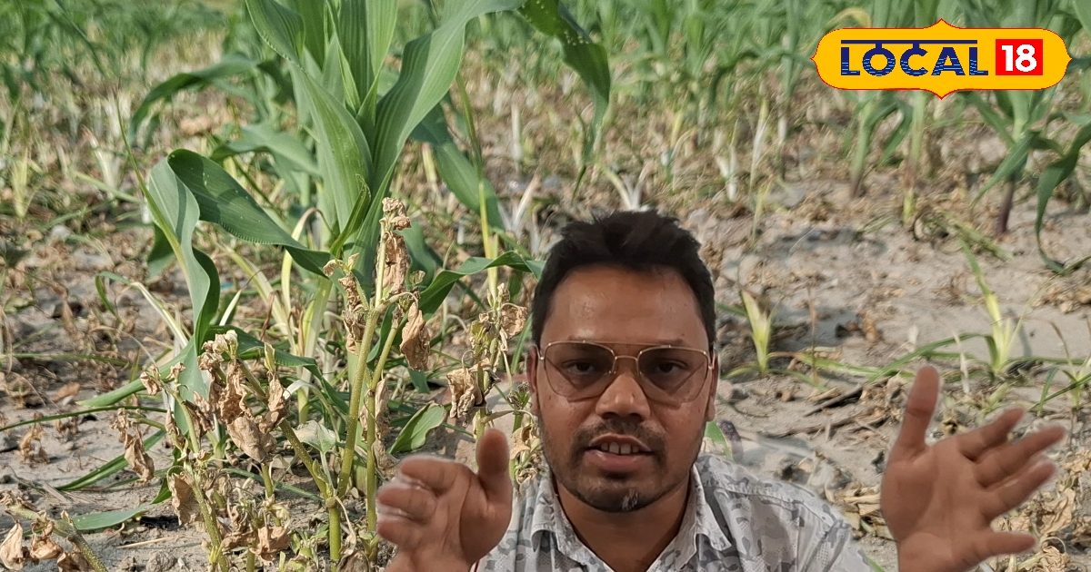 बरसात में मक्के के खेत में डाल दें ये चीज, खरपतवार की हो जाएगी छुट्टी, बंपर होगी पैदावार