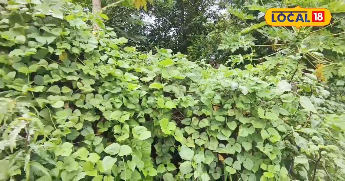 सेमी की खेती में मचान बना वरदान, रोग कम, उत्पादन ज्यादा; किसानों को हो रहा बंपर मुनाफा