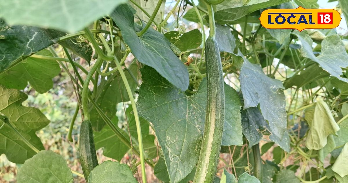 Agriculture News: 1 खेत, 2 फसलें, डबल कमाई! सब्जियों की इस जुगलबंदी से किसान हर सीजन कमा रहें तगड़ा मुनाफा