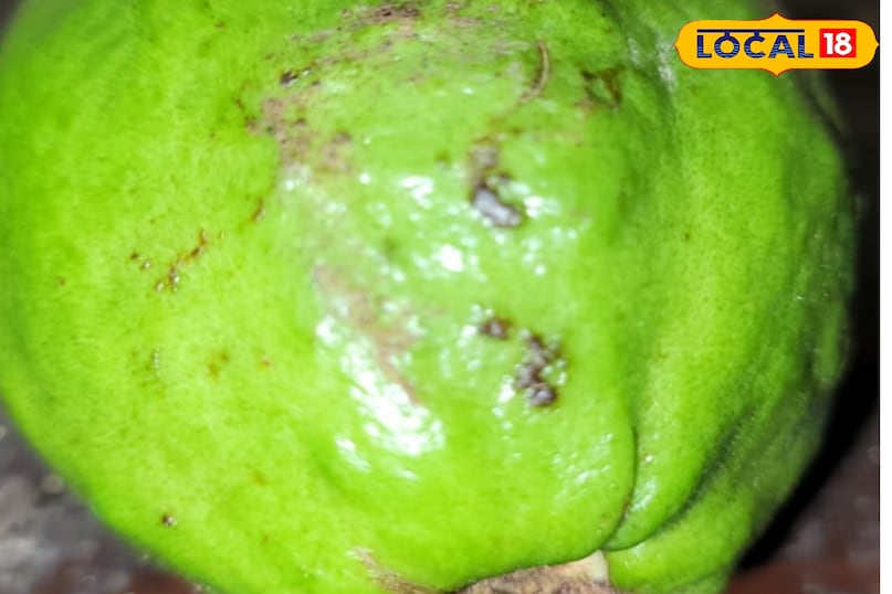 Darbhanga 