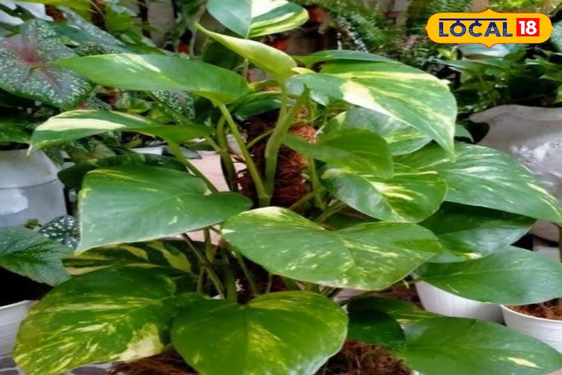 मनी प्लांट का पौधा मनी प्लांट का पौधा