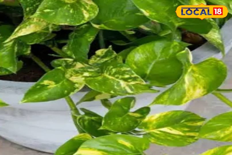 मनी प्लांट पौधा मनी प्लांट पौधा
