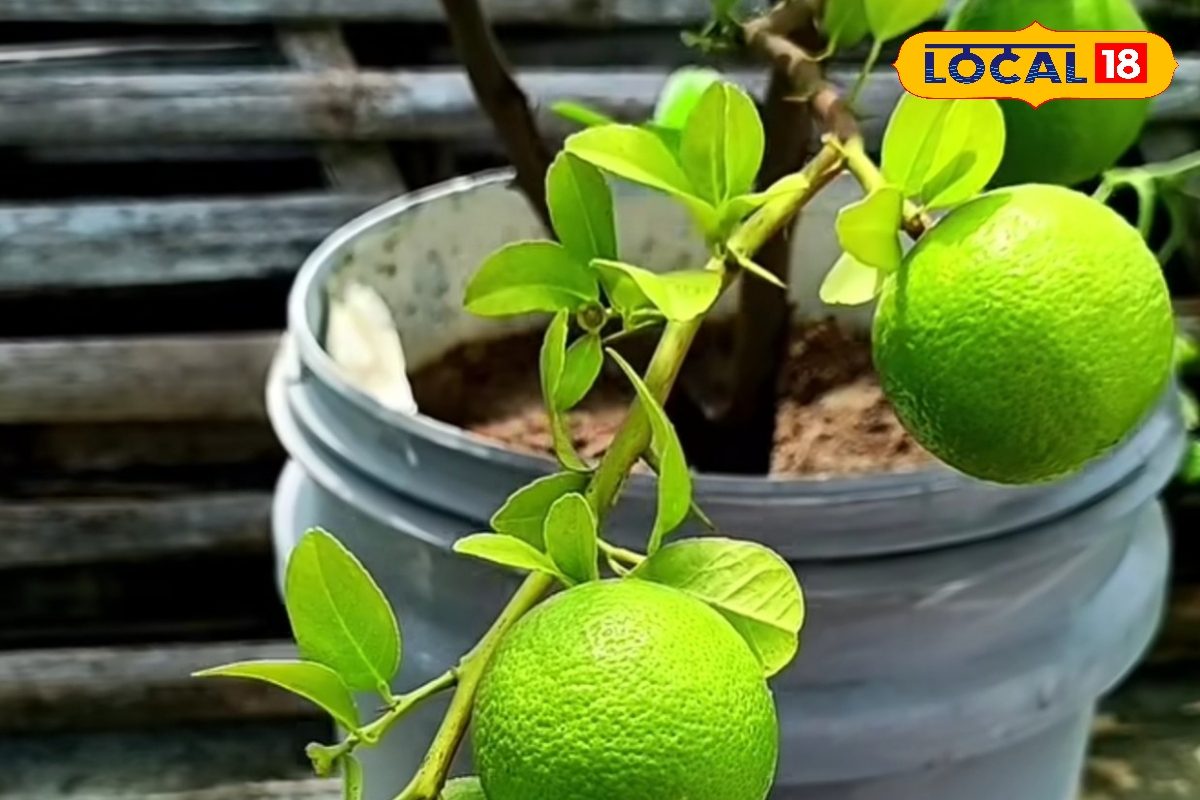 मिल गई मच्छर और कीड़े भगाने की प्राकृतिक दवाई, खुद से बनाएं और तुरंत आजमाएं