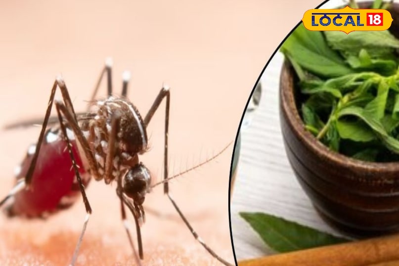 इन नुस्खों का इस्तेमाल करते वक्त आपको अपना ध्यान जरूर रखना है. अगर नीम के स्प्रे या धुआं ज्यादा हुआ तो आपको भी नुकसान हो सकता है. वहीं, बच्चों को नीम से बने स्प्रे और धुएं से जरूर दूर रखना है. इन नुस्खों का इस्तेमाल करते वक्त आपको अपना ध्यान जरूर रखना है. अगर नीम के स्प्रे या धुआं ज्यादा हुआ तो आपको भी नुकसान हो सकता है. वहीं, बच्चों को नीम से बने स्प्रे और धुएं से जरूर दूर रखना है.