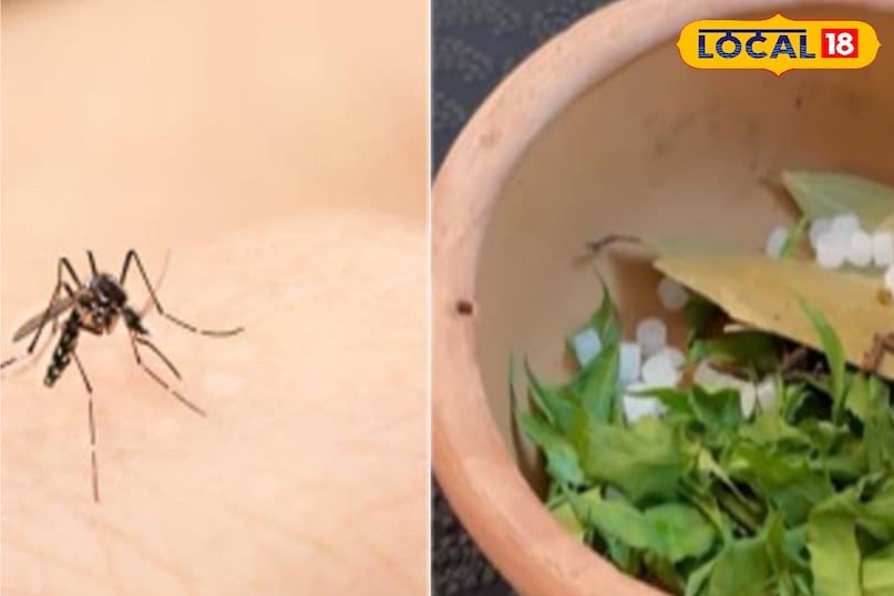 मच्छर भगाने के लिए नीम की पत्तियों का घोल बनाया था. इसका इस्तेमाल कर आप पोछा भी लगा सकते हैं. इसे पोछा लगाने वाले पानी में थोड़ी मात्रा में मिला ले. इससे ये होता है कि मच्छर का लार्वा और एग अगर फर्श पर हो तो वह नष्ट हो जाता है. मच्छर भगाने के लिए नीम की पत्तियों का घोल बनाया था. इसका इस्तेमाल कर आप पोछा भी लगा सकते हैं. इसे पोछा लगाने वाले पानी में थोड़ी मात्रा में मिला ले. इससे ये होता है कि मच्छर का लार्वा और एग अगर फर्श पर हो तो वह नष्ट हो जाता है.