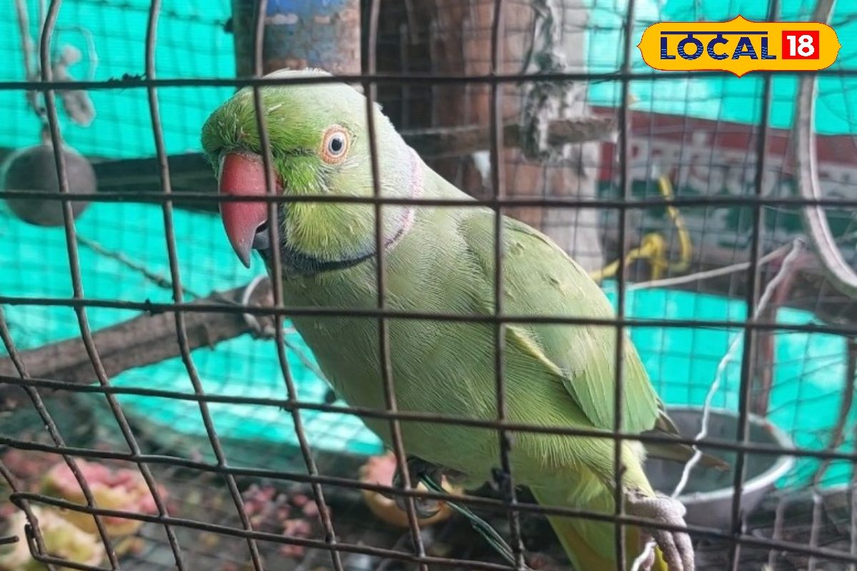 अजूबा है ये मिट्ठू, मोबाइल पर करे बात, बिल्ली-गाड़ी सबकी निकाले आवाज! ऐसा IQ..