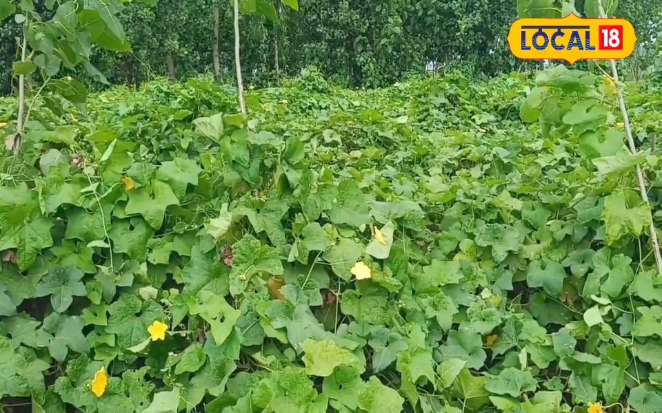 करना चाहते हैं खरीफ सीजन में सब्जियों की खेती… यहां मिलेगा फ्री में बीज! जानें कैसे मिलेगा लाभ?