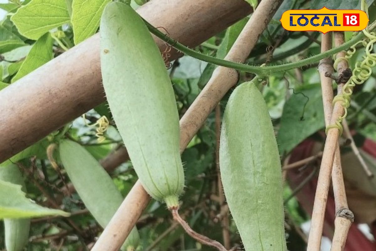 दिल की डॉक्टर है ये छोटी सी हरी सब्जी...हार्ट पेशेंट्स के लिए दवा समान!
