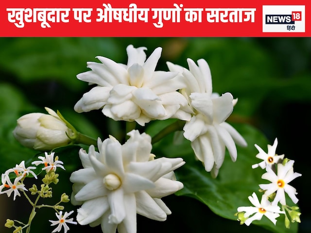 This flower is an invaluable treasure of Ayurved
