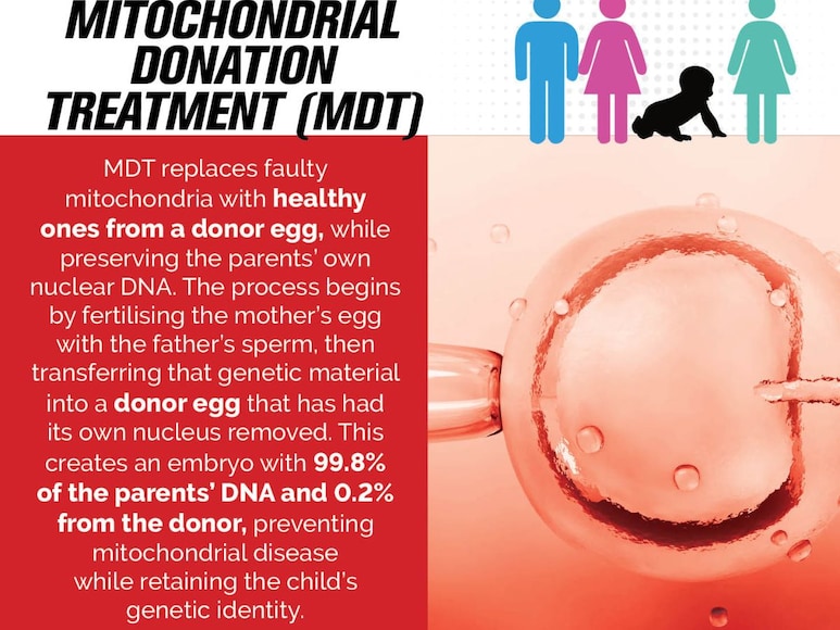 mitochondria