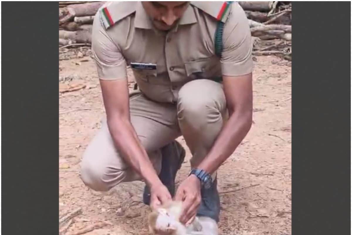 VIDEO: दिल पिघल जाएगा! फॉरेस्ट अफसर ने CPR दे बचाई बंदर की जान मां की गोद में लौटते ही छलकी हर आंख