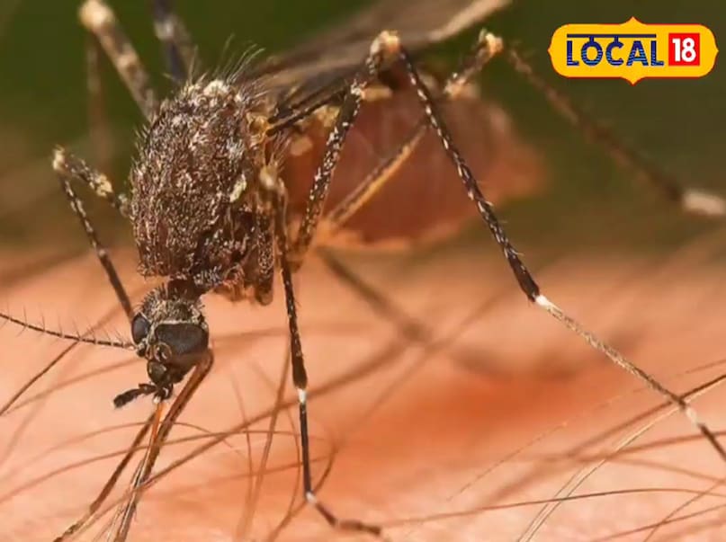 Mosquito Remedy, मच्छर उपाय, Mosquito control, मच्छर नियंत्रण, Home remedies for mosquitoes, मच्छरों के घरेलू उपाय, Mosquito prevention tips, मच्छर से बचाव के टिप्स