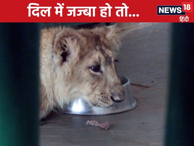 मासूम किलकारी से मजबूत दहाड़ तक...शावक 'शेरा' की जिंदगी की कहानी बन गई मिसाल