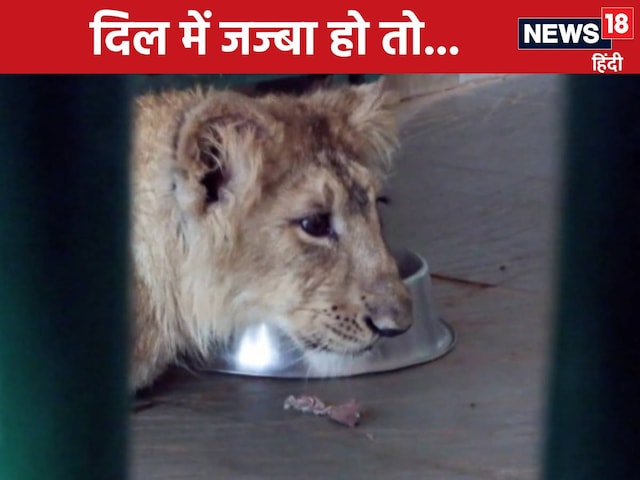 मासूम किलकारी से मजबूत दहाड़ तक...शावक 'शेरा' की जिंदगी की कहानी बन गई मिसाल मासूम किलकारी से मजबूत दहाड़ तक...शावक 'शेरा' की जिंदगी की कहानी बन गई मिसाल