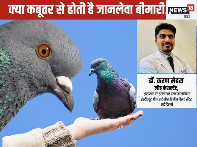 If the pigeon comes and goes to your house, does it cause dangerous disease