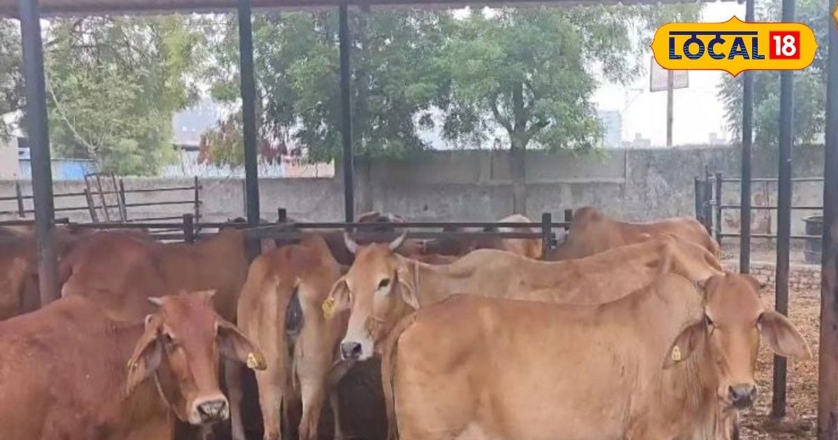 Dairy Farming: देसी गायों की डेयरी खोलनी है? सरकार की ये 3 योजनाएं दे रही हैं लाखों की मदद, जानिए क्या हैं शर्ते!