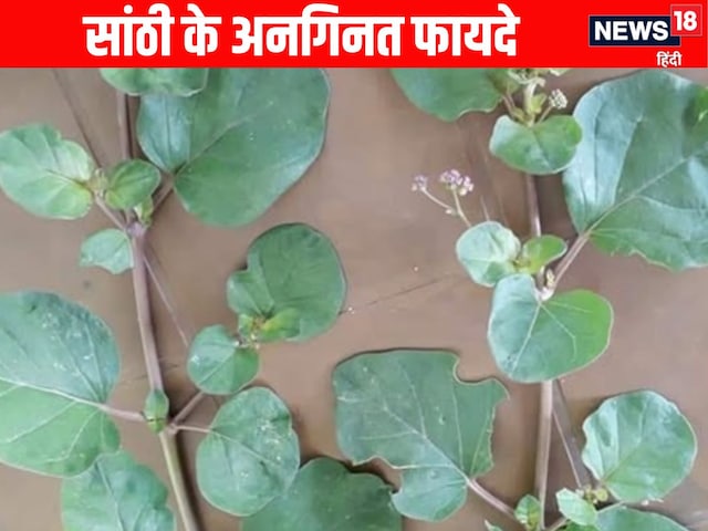 Its wonderful benefits as Sathi Natural medicine, know here Its wonderful benefits as Sathi Natural medicine, know here