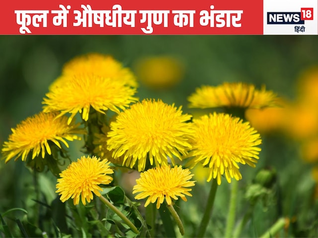 Sanjeevani, liver -kidney is found in this thorny plant with beautiful yellow flowers ... Sanjeevani, liver -kidney is found in this thorny plant with beautiful yellow flowers ...