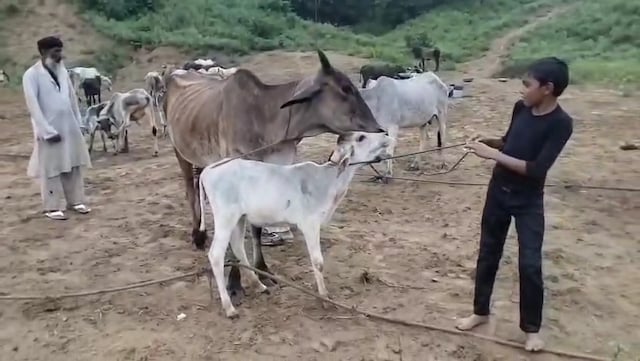 मेवात में तेंदुए की दहशत, गाय को बनाया शिकार, 10 दिन में दूसरी बार किया हमला