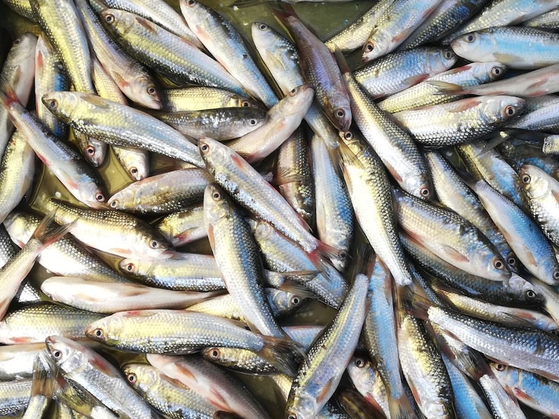 Tambili fish part is dark red or brown, while the stomach is white. Its body is long and head triangular, which gives different beauty to see. These fish are mainly found in a large number of Indian Ocean, Bay of Bengal and coastal areas associated with them. They are easily found in any season. Therefore, tambali fish are always available in the market. Tambili fish part is dark red or brown, while the stomach is white. Its body is long and head triangular, which gives different beauty to see. These fish are mainly found in a large number of Indian Ocean, Bay of Bengal and coastal areas associated with them. They are easily found in any season. Therefore, tambali fish are always available in the market.