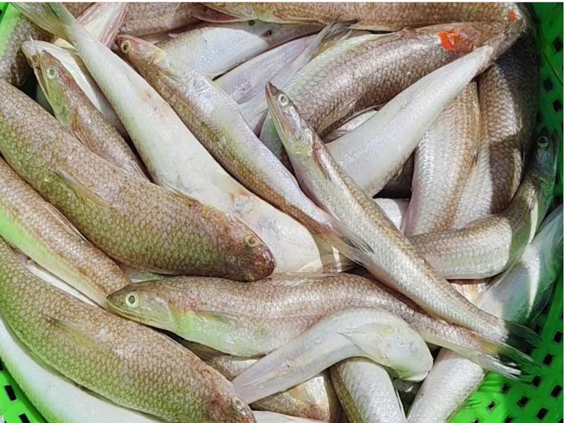 Fish fond of eating fish eat all kinds of fish, but if you want to avoid many diseases, then eat tambili fish. If you get a single day a week, you can be safe from the risk of many diseases. This fish also has more powerful effect than medicines. Fish fond of eating fish eat all kinds of fish, but if you want to avoid many diseases, then eat tambili fish. If you get a single day a week, you can be safe from the risk of many diseases. This fish also has more powerful effect than medicines.