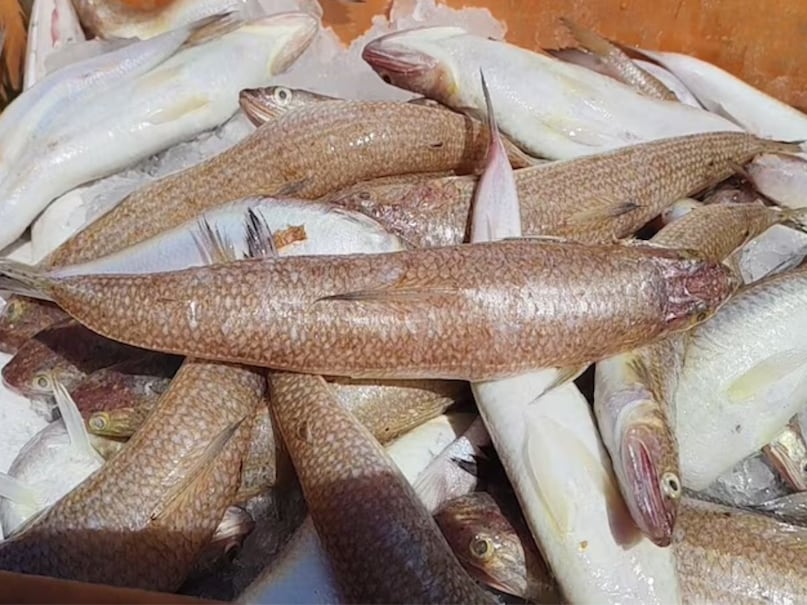 Tambili fish is not found everywhere. It is particularly found in Tamil Nadu. In the south it is known as Tambili fish is not found everywhere. It is particularly found in Tamil Nadu. In the south it is known as