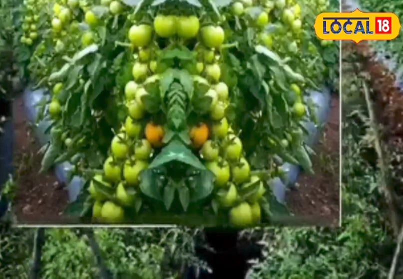 Gardening Tips, kitchen Gardening, How to grow tomato, टमाटर उगाने का तरीका, टमाटर के बीज को अंकुरित कैसे करें, ghar par tamatar kaise ugaye, घर पर टमाटर कैसे उगाएं, tamatar ugane ka tarika, Gardening Tips, kitchen Gardening, How to grow tomato, टमाटर उगाने का तरीका, टमाटर के बीज को अंकुरित कैसे करें, ghar par tamatar kaise ugaye, घर पर टमाटर कैसे उगाएं, tamatar ugane ka tarika,