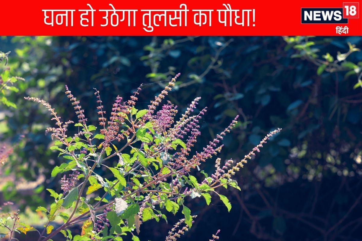 कमजोर तुलसी को चाहिए सिर्फ 1 रुपये वाला डोज़, जानें कैसे बड़े होंगे पत्ते