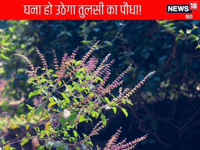 Weak basil needs only 1 rupee dose, know how the leaves will be bigger