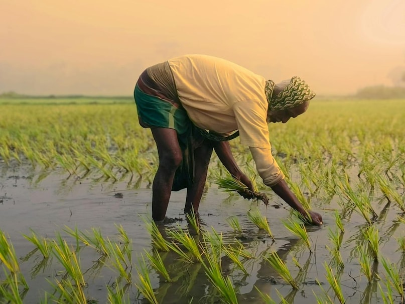 pradhan mantri kisan samman nidhi yojana, pm kisan yojana, pmksny benefits, kisan yojana niyam, Satna news, farmer schemes, local 18, Mp news pradhan mantri kisan samman nidhi yojana, pm kisan yojana, pmksny benefits, kisan yojana niyam, Satna news, farmer schemes, local 18, Mp news