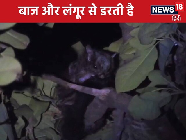 क्या आपने कभी देखी है उड़न गिलहरी? 60 मीटर तक भर लेती है उड़ान