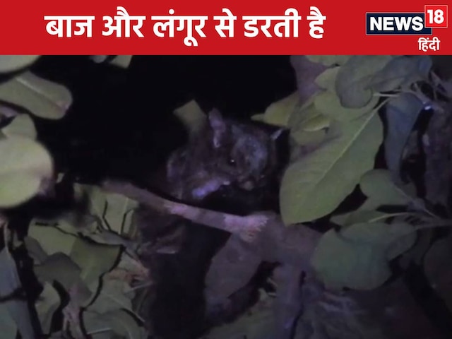 क्या आपने कभी देखी है उड़न गिलहरी? 60 मीटर तक भर लेती है उड़ान क्या आपने कभी देखी है उड़न गिलहरी? 60 मीटर तक भर लेती है उड़ान