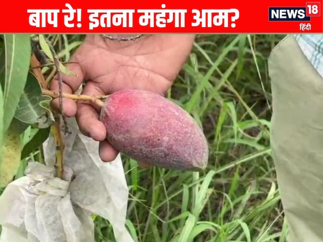 कभी खाया है 3 लाख रुपये प्रति किलो बिकने वाला ये आम, फायदे तो गजब के हैं!