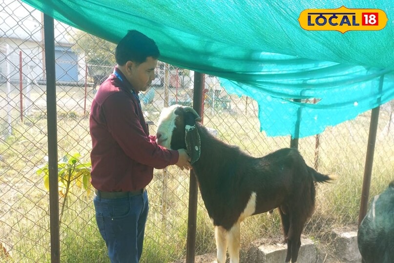 बकरी पालन बकरी पालन