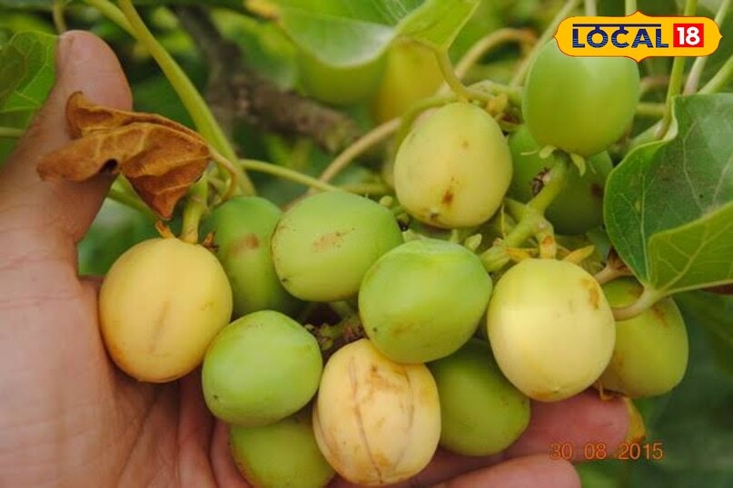 Jatropha cultivation Jatropha cultivation