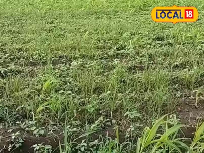 khargone farmers news, weed control in bt cotton, खरगोन में खरपतवार समस्या, खरपतवार मारने की दवा, chare se fasal ka nuksan, how to remove weed from farm, cotton soybean maize weed issue, farm weed spray timing, best herbicide for cotton, खरगोन कृषि समाचार, Agriculture tips, Cotton and soybean crop tips, kharpatwar niyantran, एग्रीकल्चर टिप्स, खरीब फसलों में चारा नियंत्रण, खरपतवार नियंत्रण कैसे करे, local18, khargone letest news, Madhya Pradesh hindi news, कुल्पा चलाने के फायदे, local18
