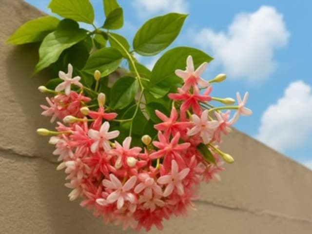 Grow in the house with beautiful flower beauty plant, cold, cough and fever ....