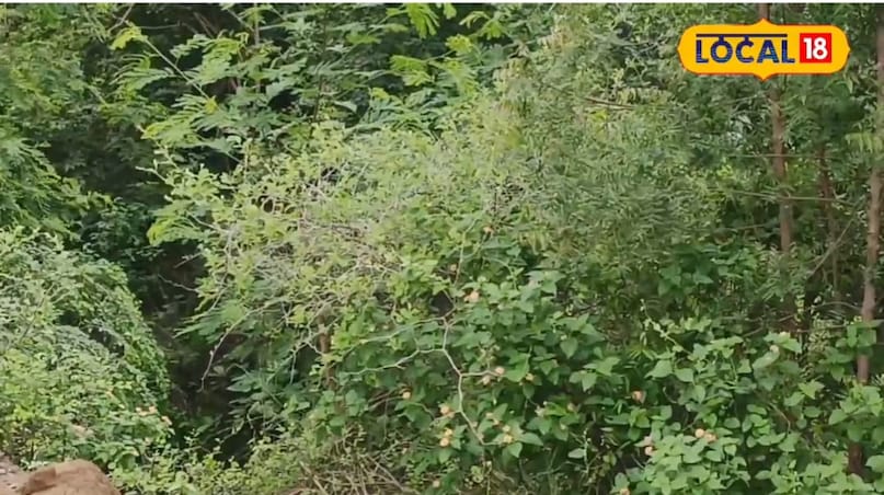 Monsoon food tips, food tips during the rainy season, monsoon fruits, rainy fruits, jungle king fruit, forest king fruit, protein-rich fruits, protein-rich fruits Monsoon food tips, food tips during the rainy season, monsoon fruits, rainy fruits, jungle king fruit, forest king fruit, protein-rich fruits, protein-rich fruits