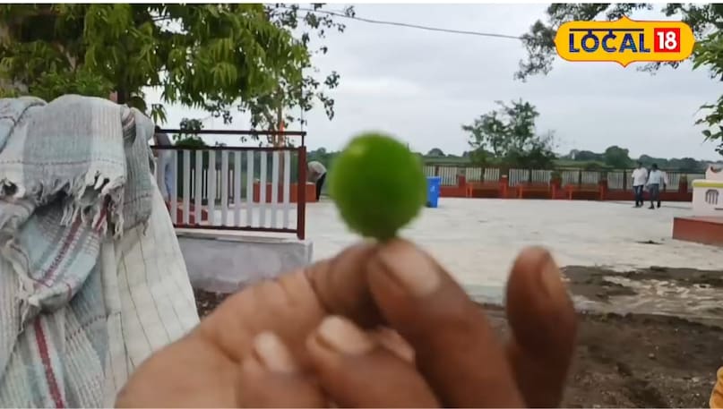 Monsoon food tips, food tips during the rainy season, monsoon fruits, rainy fruits, jungle king fruit, forest king fruit, protein-rich fruits, protein-rich fruits Monsoon food tips, food tips during the rainy season, monsoon fruits, rainy fruits, jungle king fruit, forest king fruit, protein-rich fruits, protein-rich fruits
